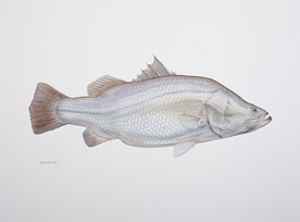 手绘插画 鱼类图鉴 早古图谱