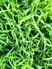 春天小草