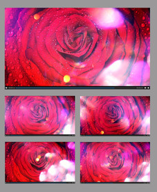 带有露珠的花朵旋转视频素材