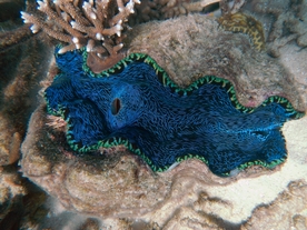 海底的珊瑚