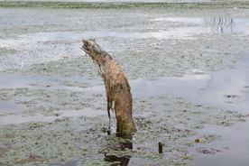 洱海