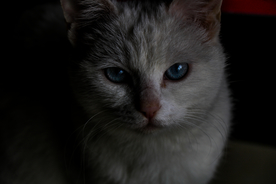 猫 小猫 可爱 宠物 动物 猫