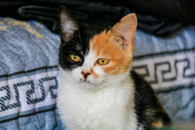 猫 小猫 可爱 宠物 动物 猫