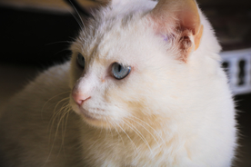 猫 小猫 可爱 宠物 动物 猫