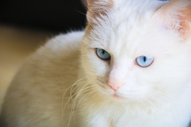 猫 小猫 可爱 宠物 动物 猫