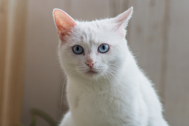 猫 小猫 可爱 宠物 动物 猫