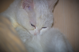 猫 小猫 可爱 宠物 动物 猫