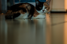 猫 小猫 可爱 宠物 动物 猫