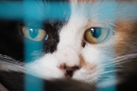 猫 小猫 可爱 宠物 动物 猫