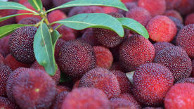 酸甜诱人的杨梅