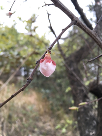 梅花苞