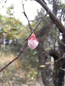 梅花苞