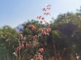 红毛草