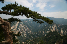 华山松风景