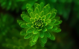 蕨类植物