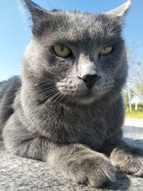 大猫咪
