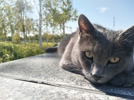 猫