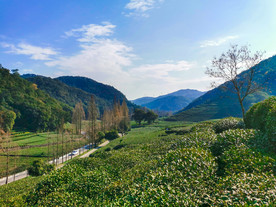 茶树