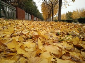 落叶