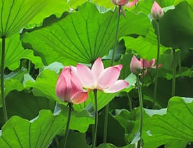 荷花图片