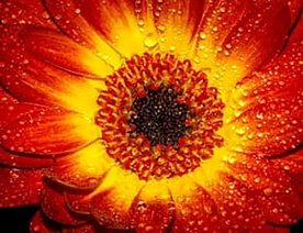 花朵图片