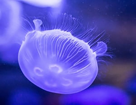 水母图片