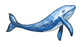 鲸鱼 深海生物 蓝鲸 手绘