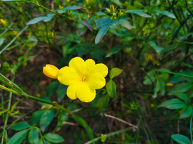 黄色的花