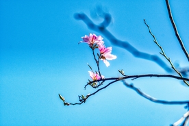粉色 花朵 开花 盛开 花