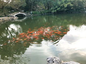 花港观鱼