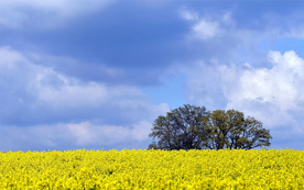 蓝天油菜花图片