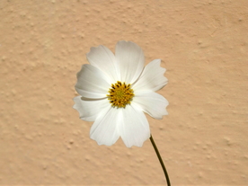 美丽的格桑花
