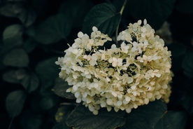绣球花摄影美图