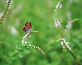 蝴蝶特写  绿色