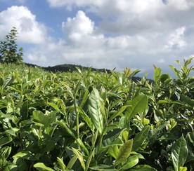 茶树