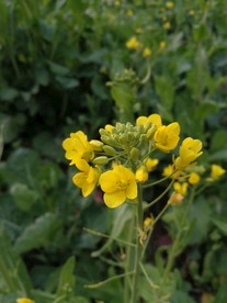 油菜花