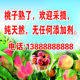 桃子熟了