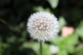 蒲公英纷飞图片