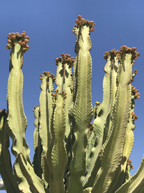仙人掌仙人掌花图片