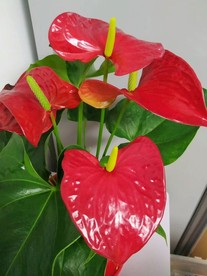 花卉鲜花