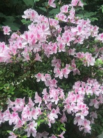 花卉鲜花