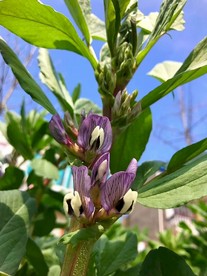 花卉鲜花