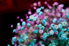 满天星花