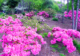 粉色杜鹃花