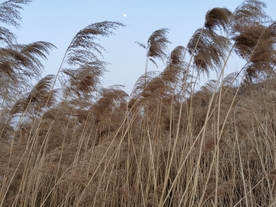 月下芦苇