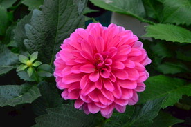 小丽花