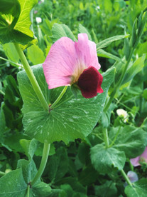 豌豆 开花 植物 春天 美丽
