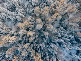 雪松