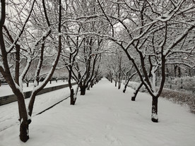 雪中的树林