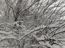 挂满枝头的雪